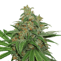 A K420  Auto  Flowering  Cannabis  Seeds