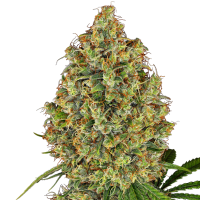 A K420  Feminised  Cannabis  Seeds 0