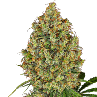 A K420  Feminised  Cannabis  Seeds 0