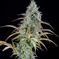 A K  Auto  Flowering  Cannabis  Seeds