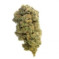 A M G  Quick Silver  Haze  Feminised