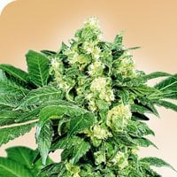 Afghani  231  Regular  Cannabis  Seeds