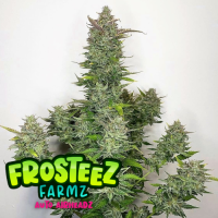 Air Headz  Auto  Flowering  Cannabis  Seeds 0