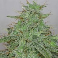 Alaskan  Purple  Auto  Feminised  Cannabis  Seeds