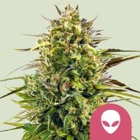 Alien  O G