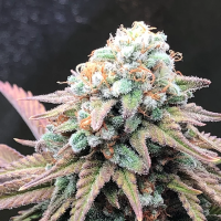 Alien  Masster  Kush  Feminised  Cannabis  Seeds 0