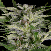 Alien  Technology  Feminised  Cannabis  Seeds