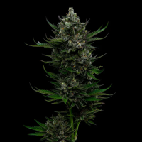 All  Gas  O G  Auto  Flowering  Cannabis  Seeds 0