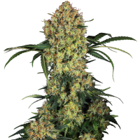 Aloha  O G  Feminised  Cannabis  Seeds 0