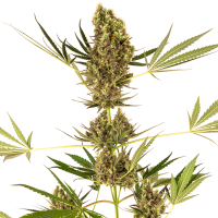 Alpine  Delight  C B D  Auto  Flowering  Cannabis  Seeds 0