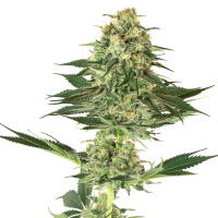 American  Line  Banana  Kush  Feminised  Cannabis  Seeds