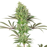 American  Line  Double  Banana  Kush  Feminised