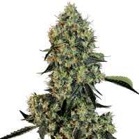 American  Line  O G  Kush  Feminised  Cannabis  Seeds