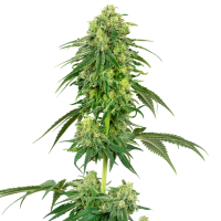 American  Line  Strawberry  Kush  Feminised  Cannabis  Seeds 0