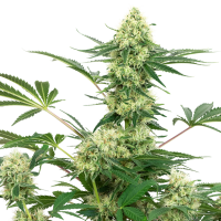 American  Line  Wedding  Cheesecake  Feminised  Cannabis  Seeds 0