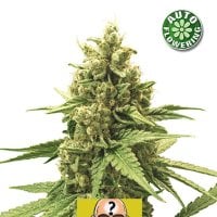 Amnesia  Auto  Flowering  Cannabis  Seeds 1