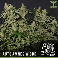 Amnesia  C B D  Auto  Flowering  Cannabis  Seeds 0