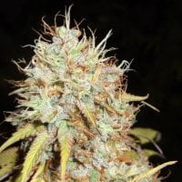 Amnesia  Express  A U T O  Feminised  Cannabis  Seeds