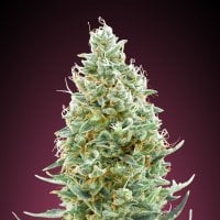 Amnesia  F A S T  Feminised  Cannabis  Seeds