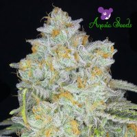 Amnesia  Flash  Auto  Flowering  Cannabis  Seeds