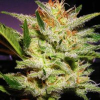 Amnesia  Haze  Feminised  Cannabis  Seeds