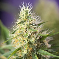 Amnesia  Haze  Feminised  Cannabis  Seeds 0