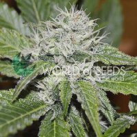 Amnesia  Ryder  Auto  Flowering  Cannabis  Seeds 0