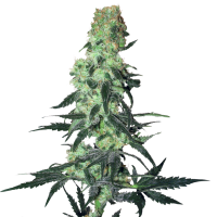 Amnesia  White  Regular  Cannabis  Seeds 0
