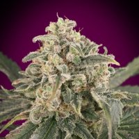 Amnesia  X X L  Auto  Flowering  Cannabis  Seeds 0