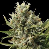 Amnesiac  Auto  Flowering  Cannabis  Seeds