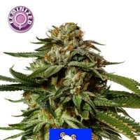 Amsterdam  Cheese  Feminised  Cannabis  Seeds