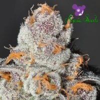 Anesia  Scout  Cookies  Feminised  Cannabis  Seeds 0