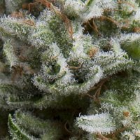 Anesthesia  Auto  Flowering  Cannabis  Seeds 0