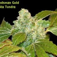 Ata  Tundra  Regular  Cannabis  Seeds