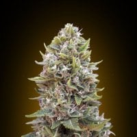Auto  Cheese  Berry  Feminised  Cannabis  Seeds