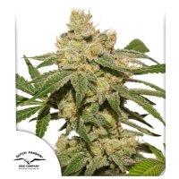Auto  Oh  My  Gusher  Auto  Flowering  Cannabis  Seeds 0
