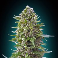 Automatik  Collection  232  Feminised  Cannabis  Seeds