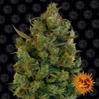 Blueberry Cheese (Blue Cheese) AUTO  Feminised Seeds