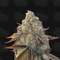 Bacio  Gelati  Auto  Flowering  Cannabis  Seeds 0