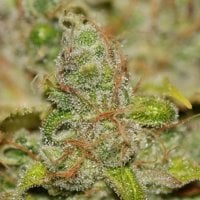 Badazz  O G  Cheese  Feminised  Cannabis  Seeds