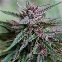 Bahia  Blackhead  Regular  Cannabis  Seeds 0