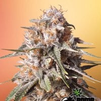 Baked  Bomb  Auto  Flowering  Cannabis  Seeds