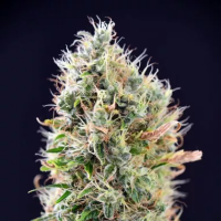 Banana  Punch  Auto  Flowering  Cannabis  Seeds 0