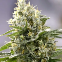 Banana  Punch  Feminised  Cannabis  Seeds 1