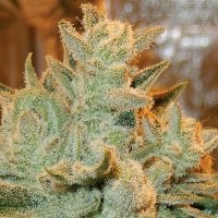 Betty  Auto  Flowering  Cannabis  Seeds