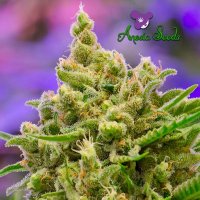 Big  Bazooka  Auto  Flowering  Cannabis  Seeds