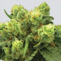Big  Bud  Auto  Flowering  Cannabis  Seeds 0
