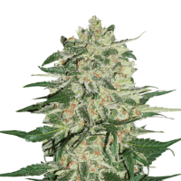 Big  Bud  Feminised  Cannabis  Seeds