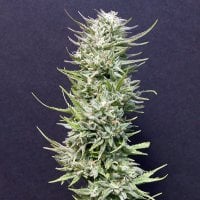 Big  Freeze  Feminised  Cannabis  Seeds