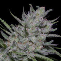 Bighead  Superfast  Auto  Flowering  Cannabis  Seeds